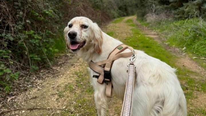 AMANTI DEGLI ANIMALI OTRANTO